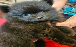 Pomeranian dogs for sale: 3 beautiful black pomeranian boys for sale  - Image 23