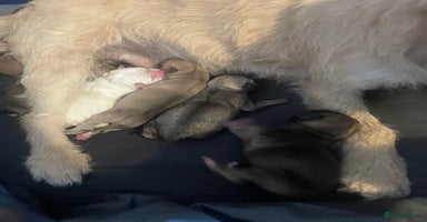 Mixed Breed dogs - Advert 2