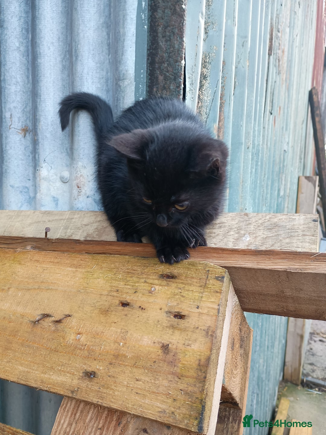 Mixed Breed cats for sale: Female barn/outdoor kitten - Advert 6