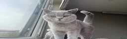 British Shorthair cats for sale: Excitable British Shorthair Young  - Advert 3