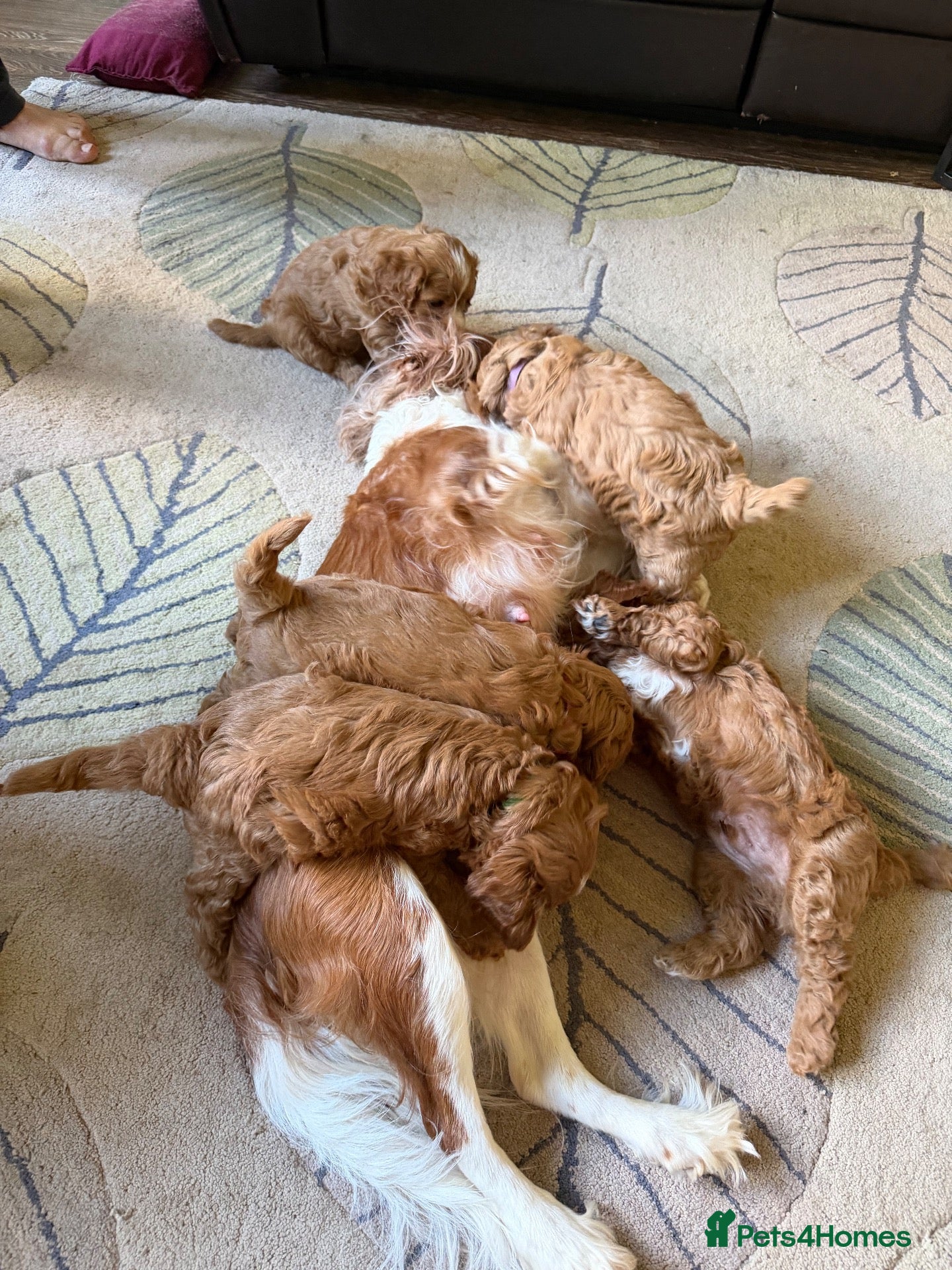 Cavapoo dogs Beautiful Litter of F1 Red Cavapoos Health Tested - Advert 2