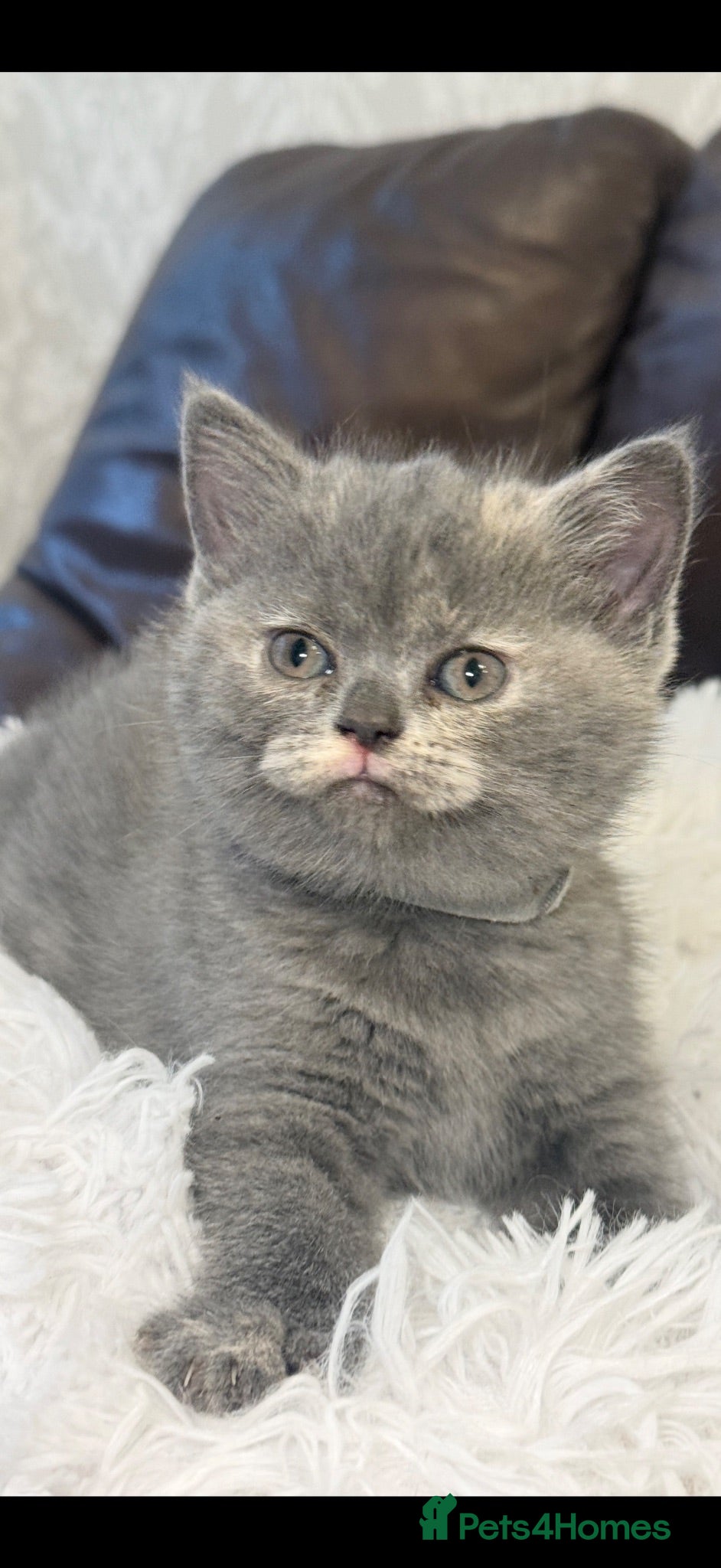 British Shorthair cats Beautiful Kitten ready to leave  - Advert 2