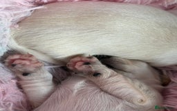 Chihuahua dogs for sale: Puppies chihuahuas 1 boy and 2 little princesses  - Image 4