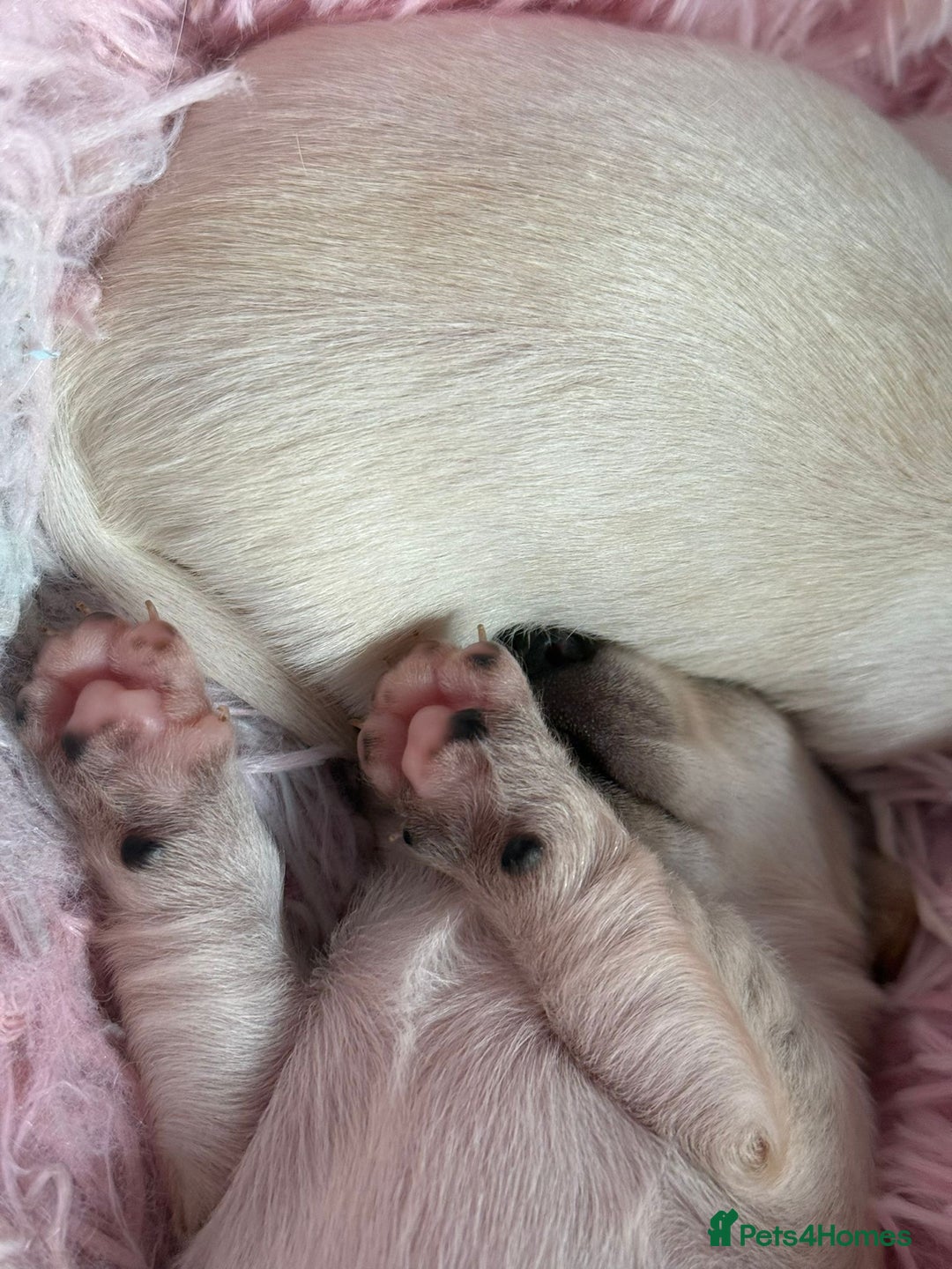 Chihuahua dogs for sale: Puppies chihuahuas 1 boy and 2 little princesses  - Image 4