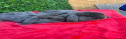 Continental Giant rabbits for sale: Giant French Lops & Mini Lops  - Advert 22