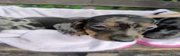 Dachshund dogs for sale: Pure joy looking for new homes  in Benfleet - Advert 5