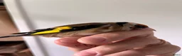 Finches birds for sale: Selling Goldfinches males and females  - Advert 12