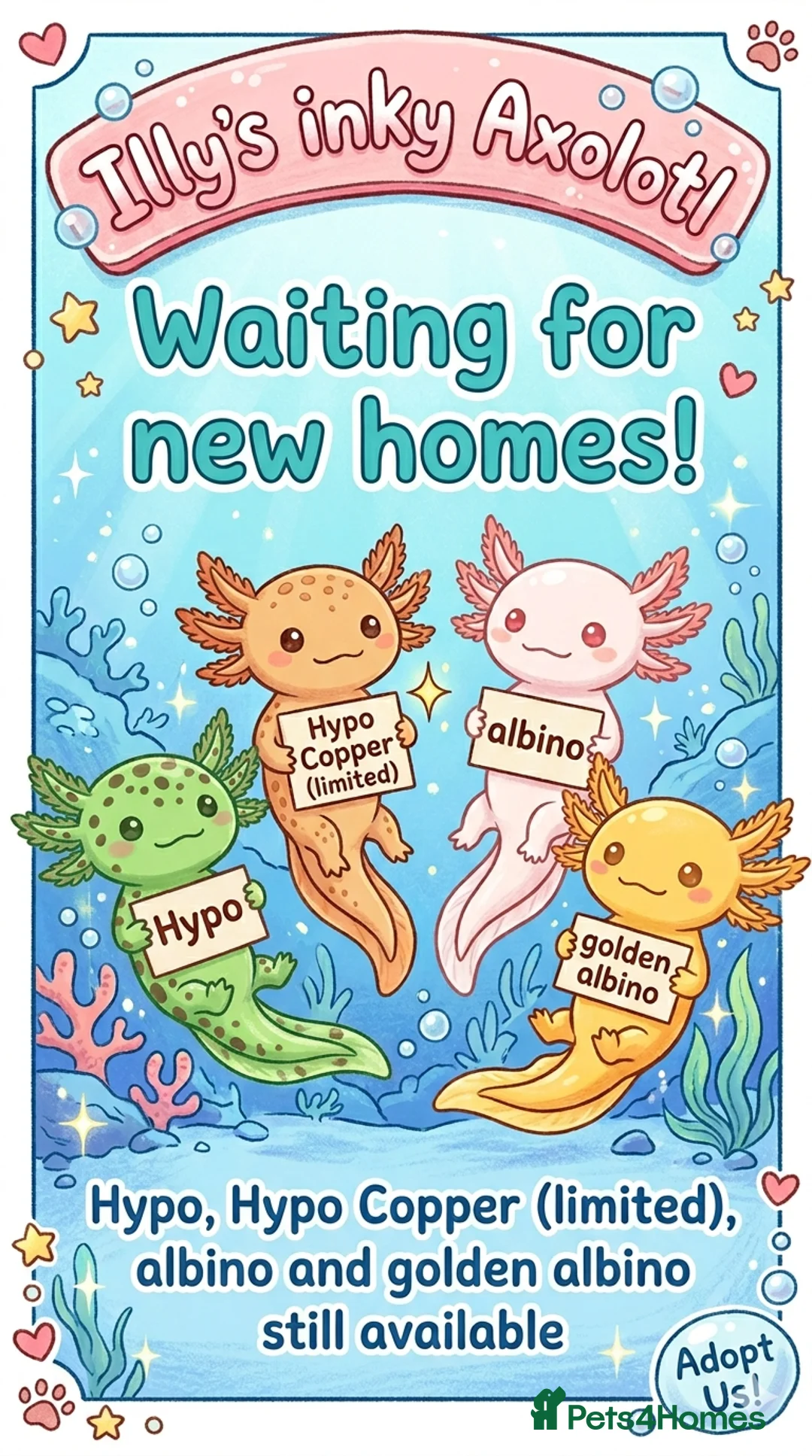 Axolotl reptiles for sale: Beautiful hypo baby Axolotls available last few  - Advert 2