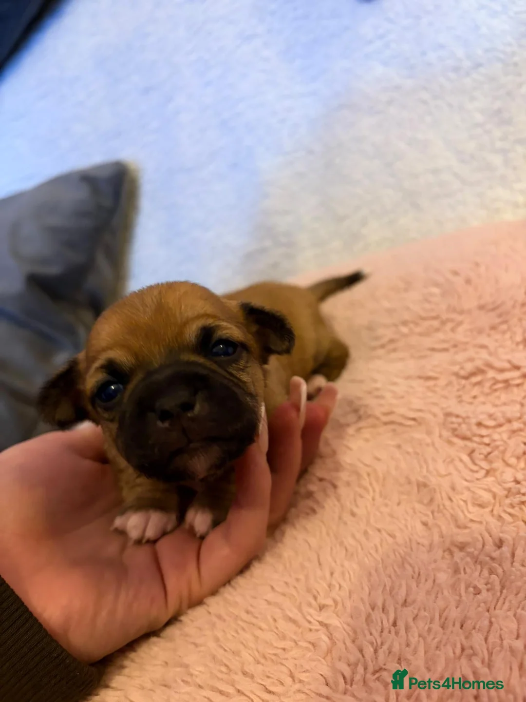 Chihuahua dogs for sale: Puppy chihuahuas  - Advert 40