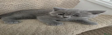 British Shorthair Kitten 4