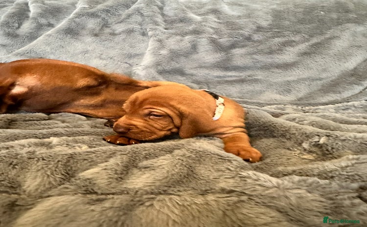 Hungarian Vizsla dogs Beautiful Hungarian vizsla puppies  - Advert 8