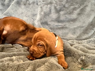 Hungarian Vizsla dogs Beautiful Hungarian vizsla puppies - Advert 2