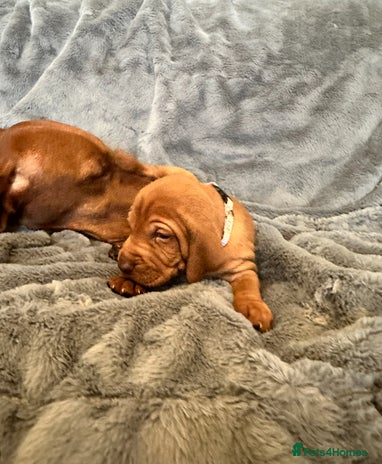 Hungarian Vizsla dogs Beautiful Hungarian vizsla puppies - Advert 2