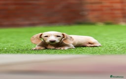 Miniature Dachshund dogs for sale: Miniature cream dachshund - Image 4