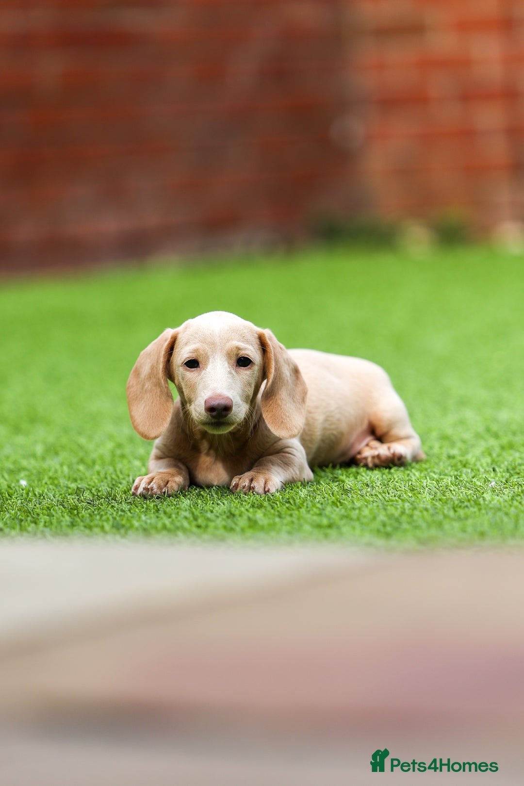 Miniature Dachshund dogs for sale: Miniature cream dachshund - Image 4