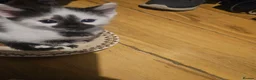 Mixed Breed cats for sale: Beautiful kittens  - Advert 18