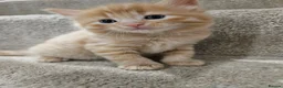 Mixed Breed cats for sale: 😸 Gorgeous kittens 😸  - Advert 2