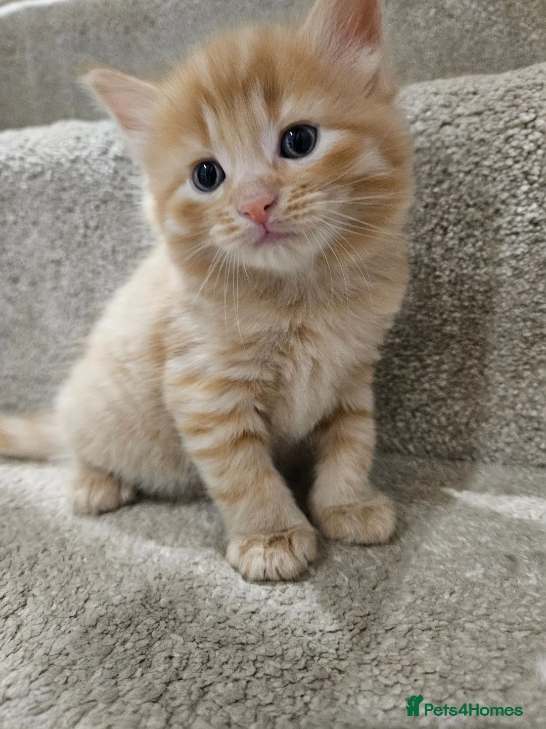 Mixed Breed cats for sale: 😸 Gorgeous kittens 😸  - Advert 2