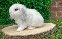 Mini Lop rabbits for sale: Stunning mini lops - Image 19
