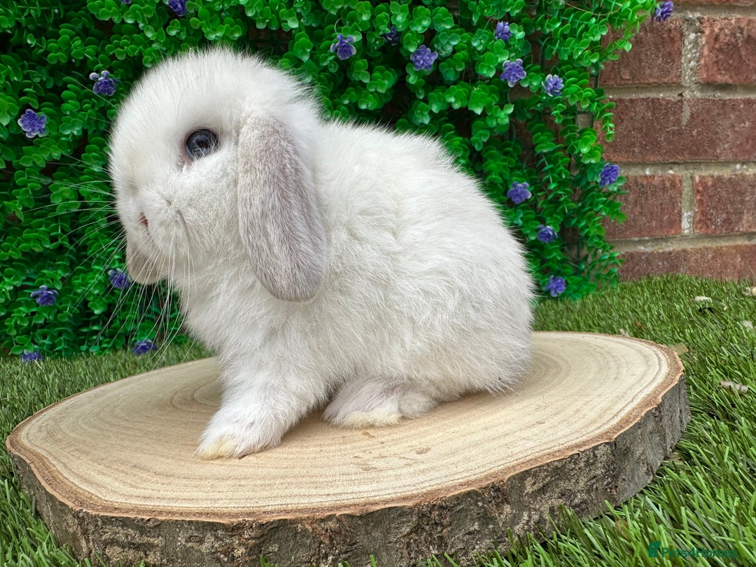 Mini Lop rabbits for sale: Stunning mini lops - Image 19