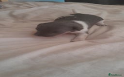 Jack Russell dogs for sale: Jack Russel puppy's for sale  - Image 4