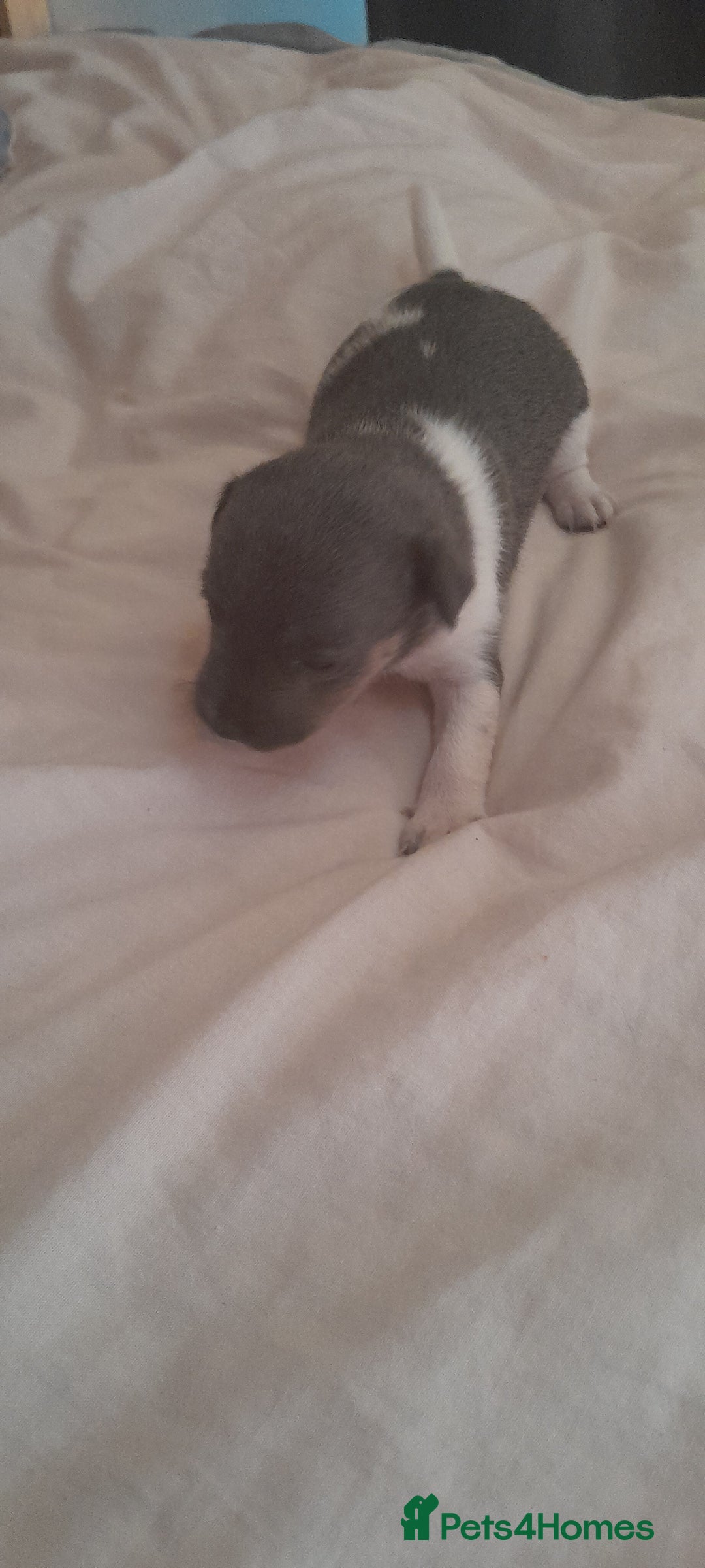 Jack Russell dogs for sale: Jack Russel puppy's for sale  - Image 4