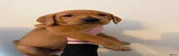 Labrador Retriever dogs for sale: Stunning fox red Labrador pups 🐶  in Rotherham - Advert 9