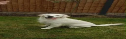 Golden Retriever dogs for sale: 🐶 Beautiful golden retriever puppies—Coming Soon! in Dunbar - Advert 7