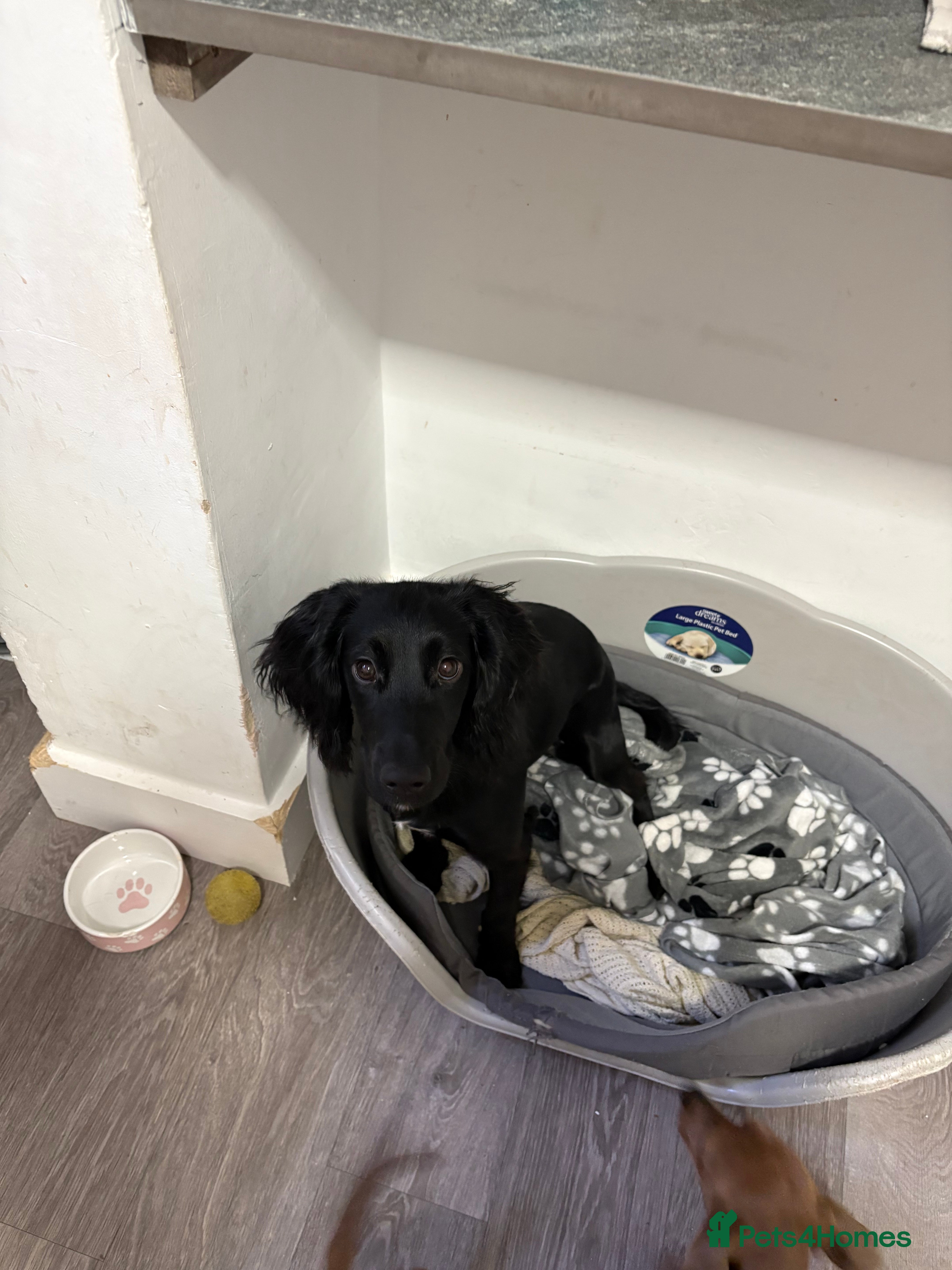 Cocker Spaniel dogs 8 month Cocker spaniel  - Advert 2