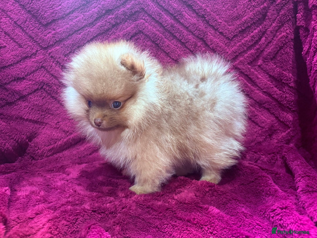 Pomeranian dogs for sale: Chocolate sable pomeranian - Advert 6