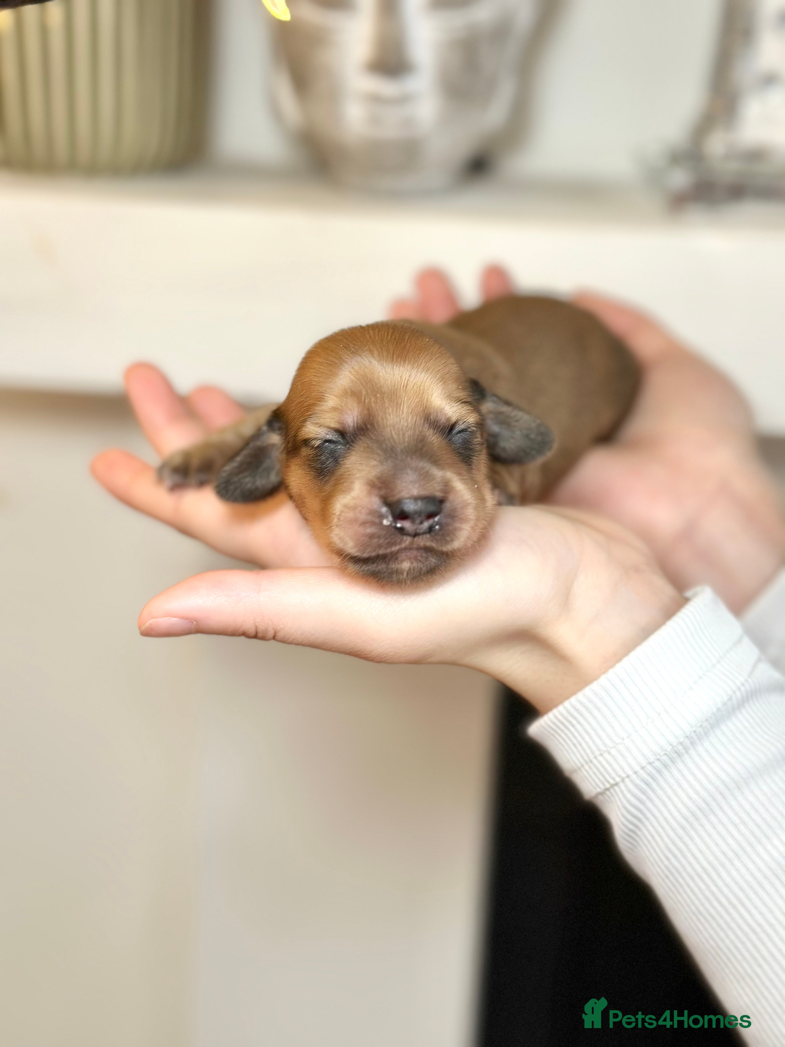 Miniature Dachshund dogs 𝕃𝕠𝕟𝕘 𝕙𝕒𝕚𝕣𝕖𝕕 𝕞𝕚𝕟𝕚 𝕕𝕒𝕔𝕙𝕤𝕙𝕦𝕟𝕕s - Advert 2