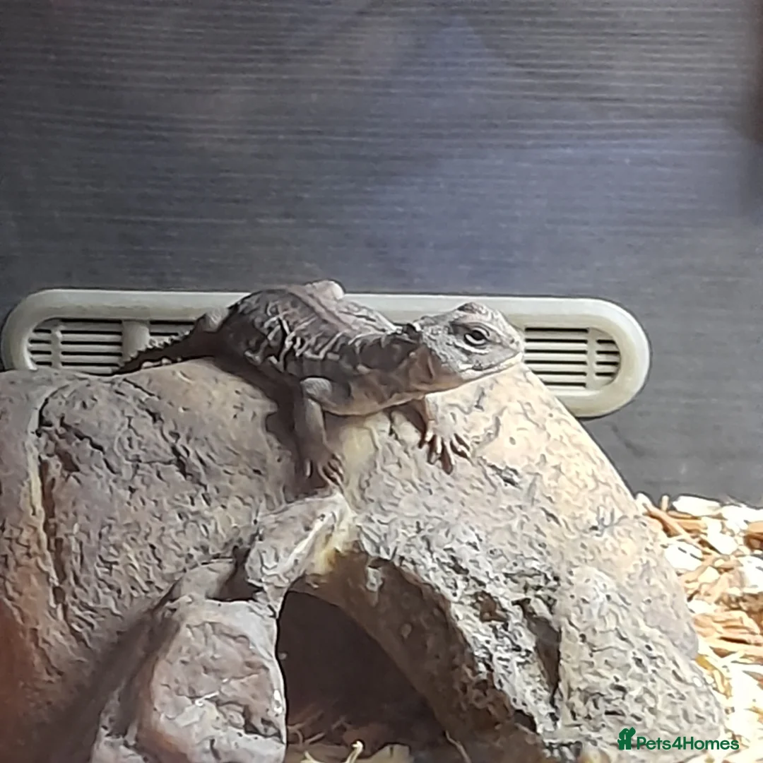 Lizard reptiles for sale: Uromastyx - Advert 4