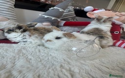 Mini Lop rabbits for sale: Baby bunnies  - Advert 8