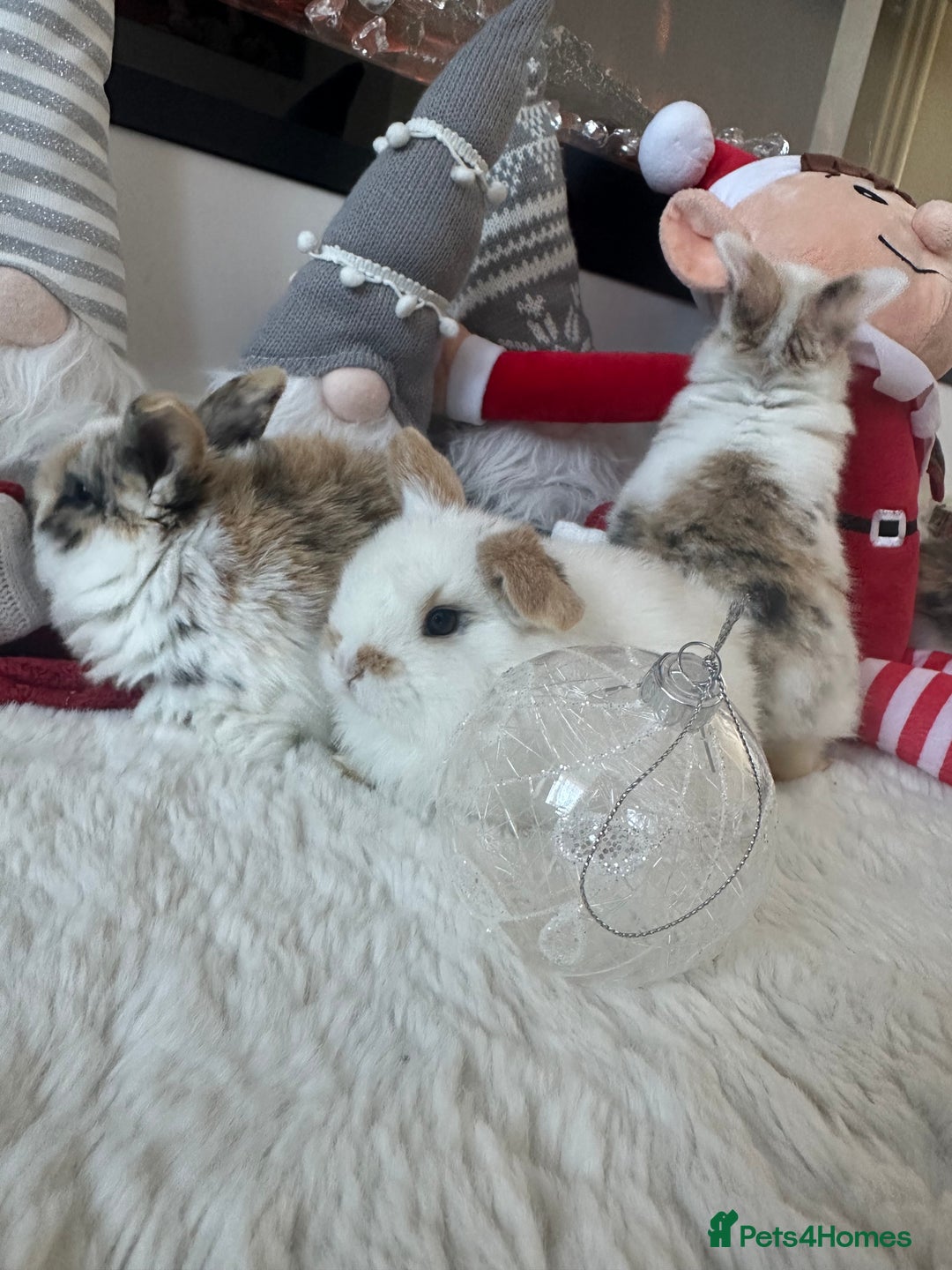 Mini Lop rabbits for sale: Baby bunnies  - Advert 8