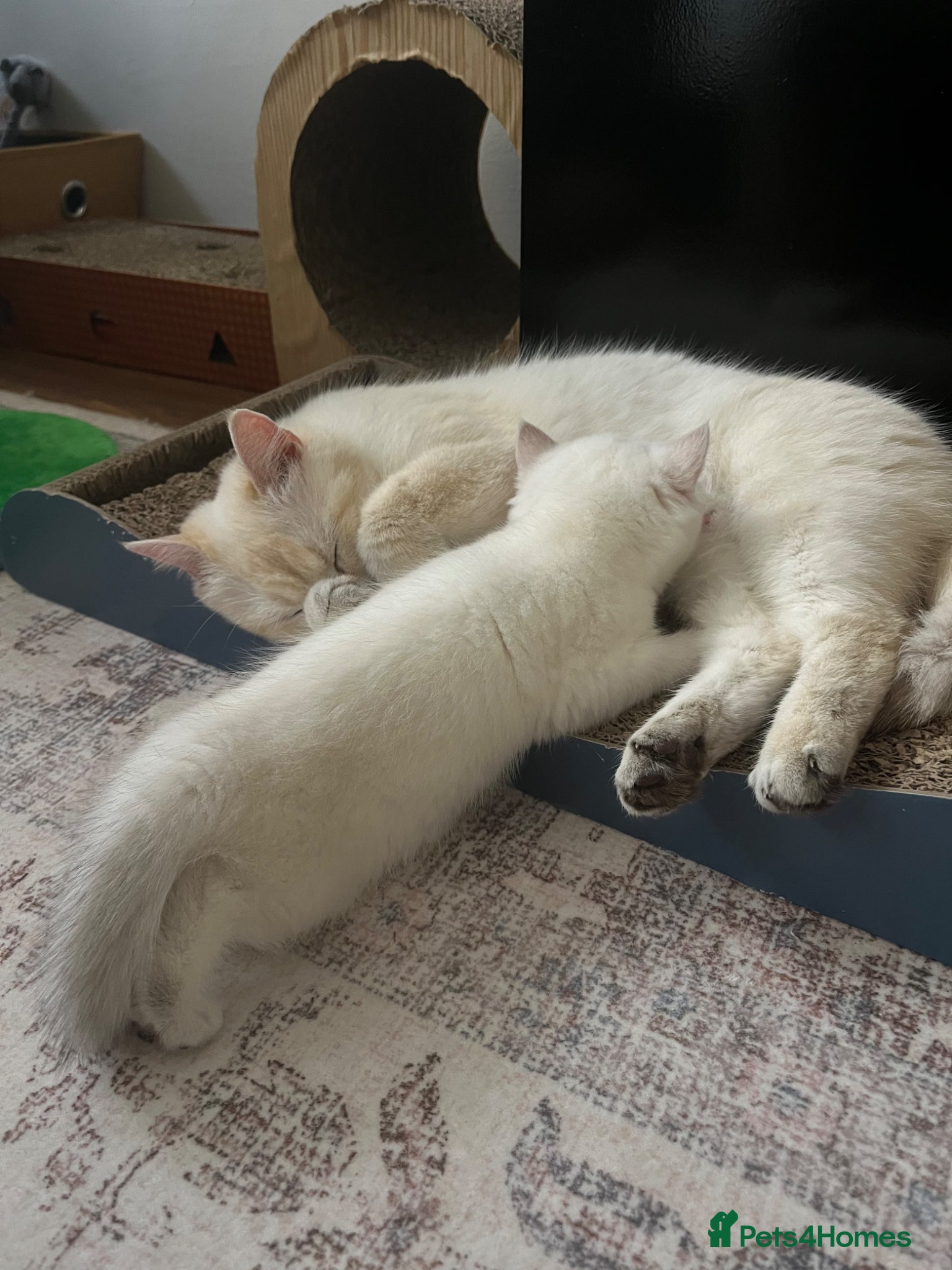 British Shorthair cats British Long/Shorhair Kittens  - Advert 1