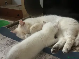 British Shorthair cats British Long/Shorhair Kittens - Advert 1