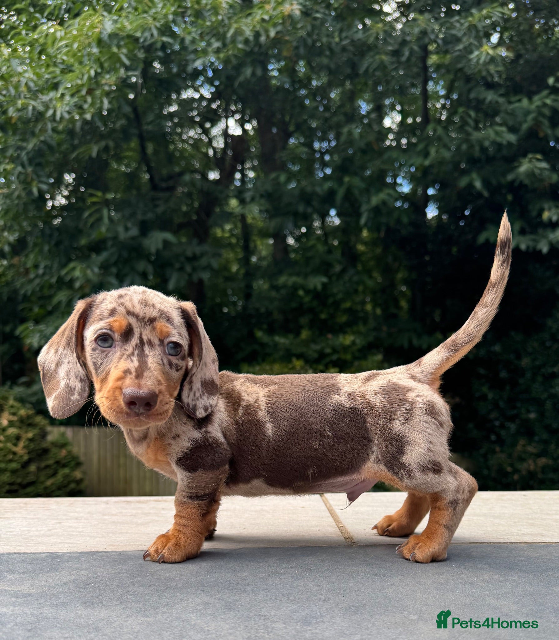 Miniature Dachshund dogs Miniature Dachshunds. PRA clear. 5 star breeder. - Advert 7