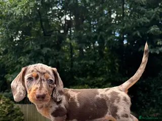Miniature Dachshund dogs Miniature Dachshunds. PRA clear. 5 star breeder. - Advert 7