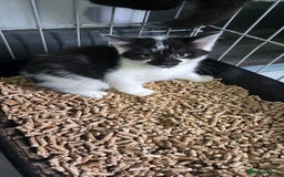 Mixed Breed cats for sale: 3 beautiful female kittens  - Image 4