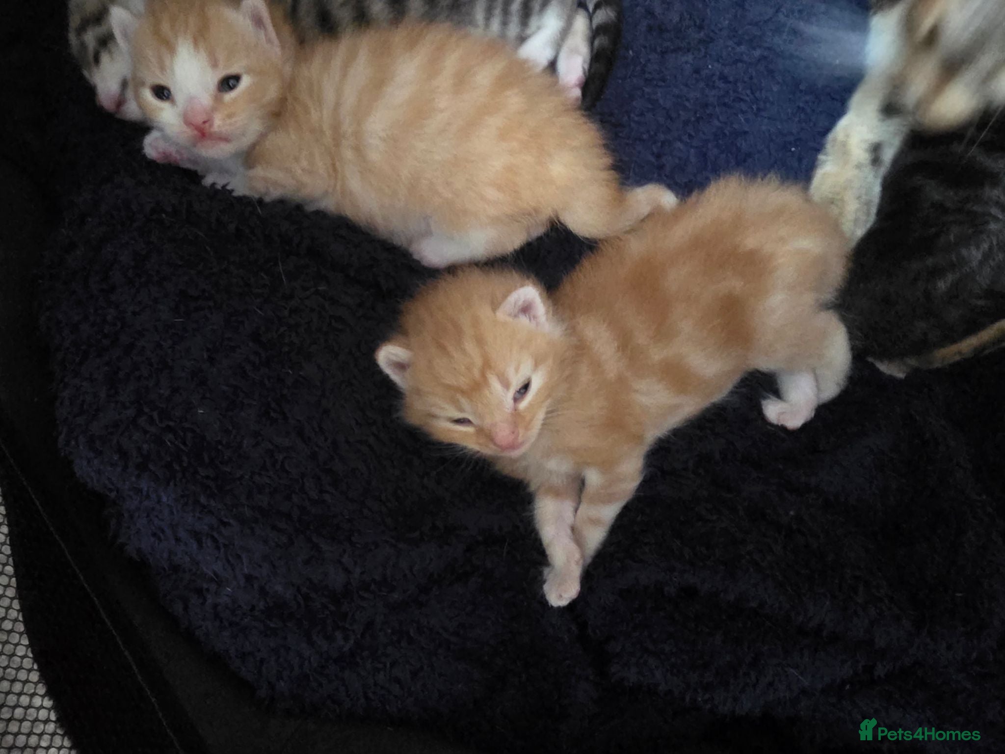 Mixed Breed cats Two friendly boys looking for a forever home - Advert 4