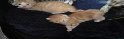 Mixed Breed cats for sale: Two friendly boys looking for a forever home in London - Advert 4