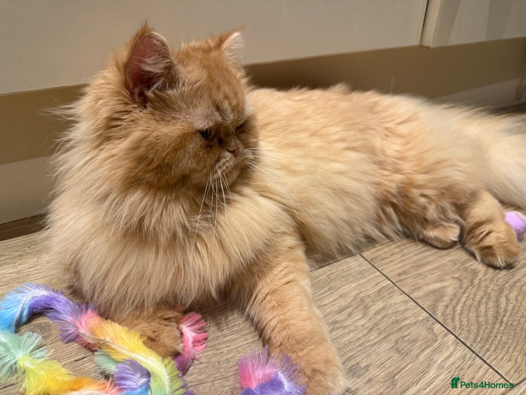 Persian cats for sale: 1 year old Persian (Daisy)  - Advert 4