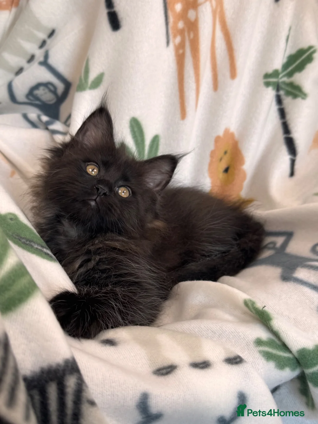 Maine Coon cats for sale: Exceptional TICA Pedigree Maine Coon Kittens - Advert 1