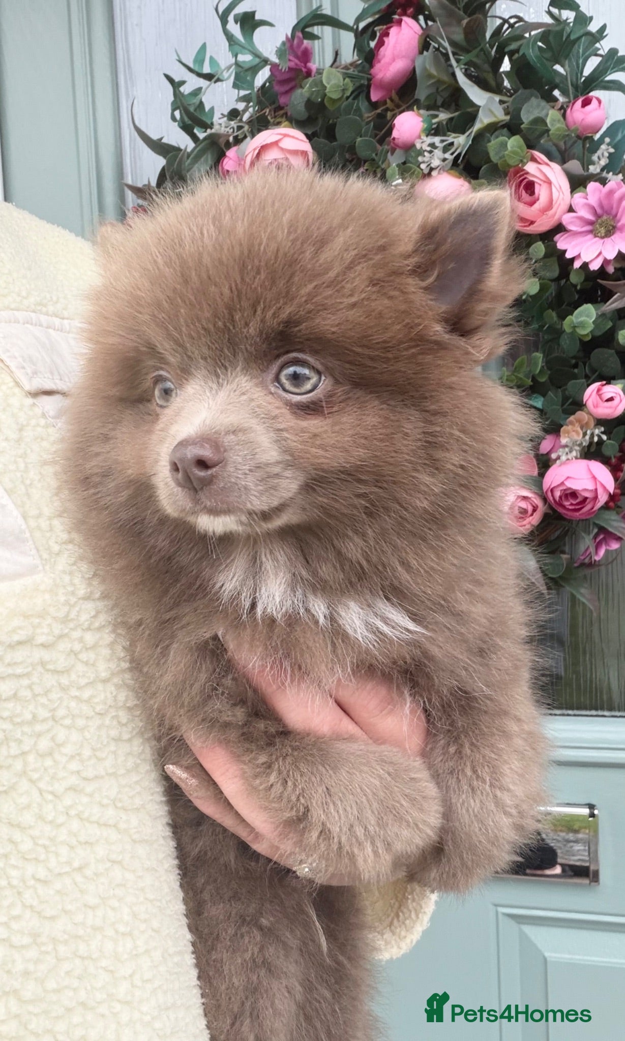 Pomchi dogs ❤️💙 Pomeranian Puppies 🐶  - Advert 2