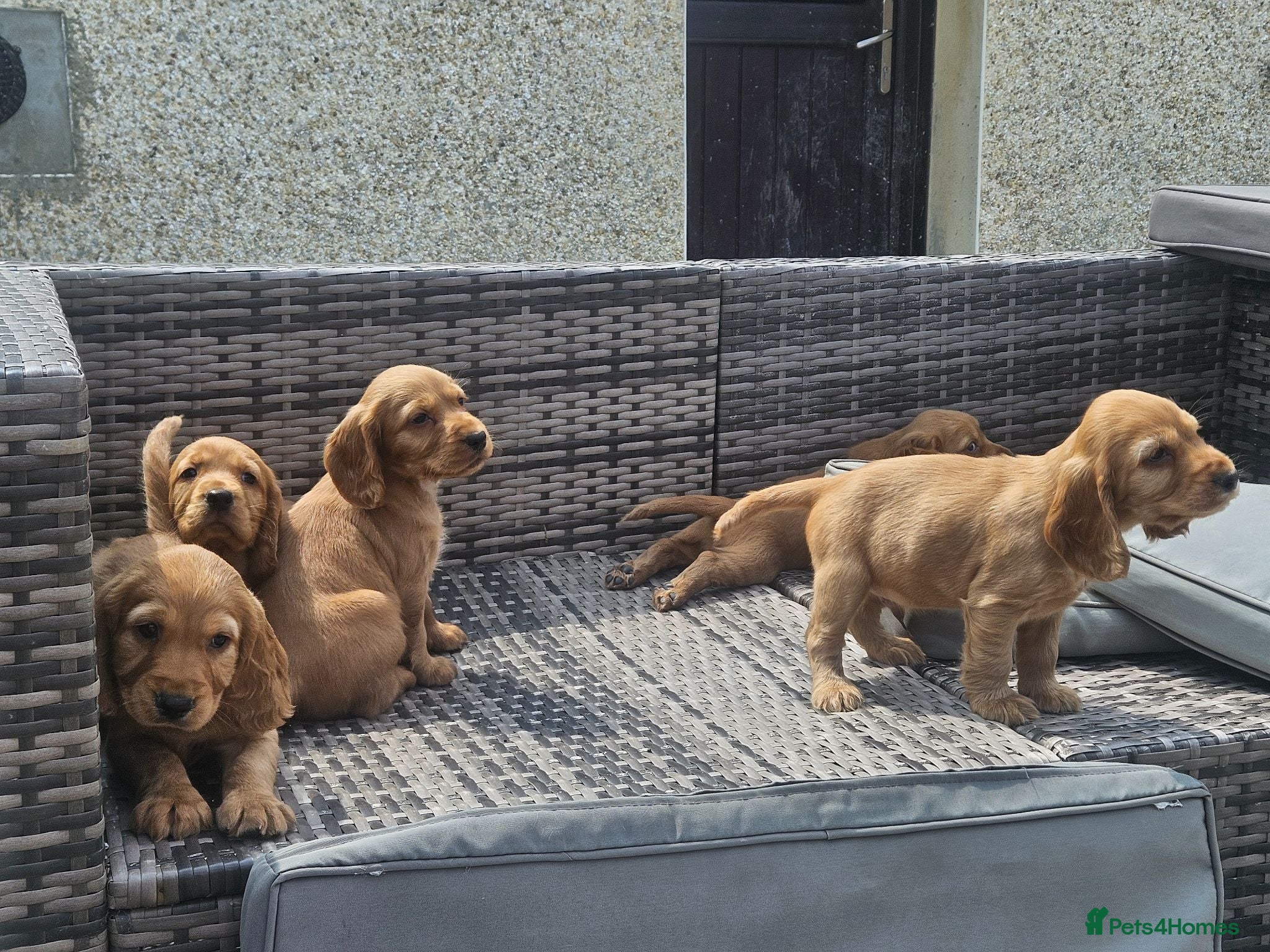 Cocker Spaniel dogs Gorgeous Cocker Spaniel Puppies - Advert 1