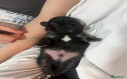 French Bulldog dogs for sale: French bulldog pups  - Image 9