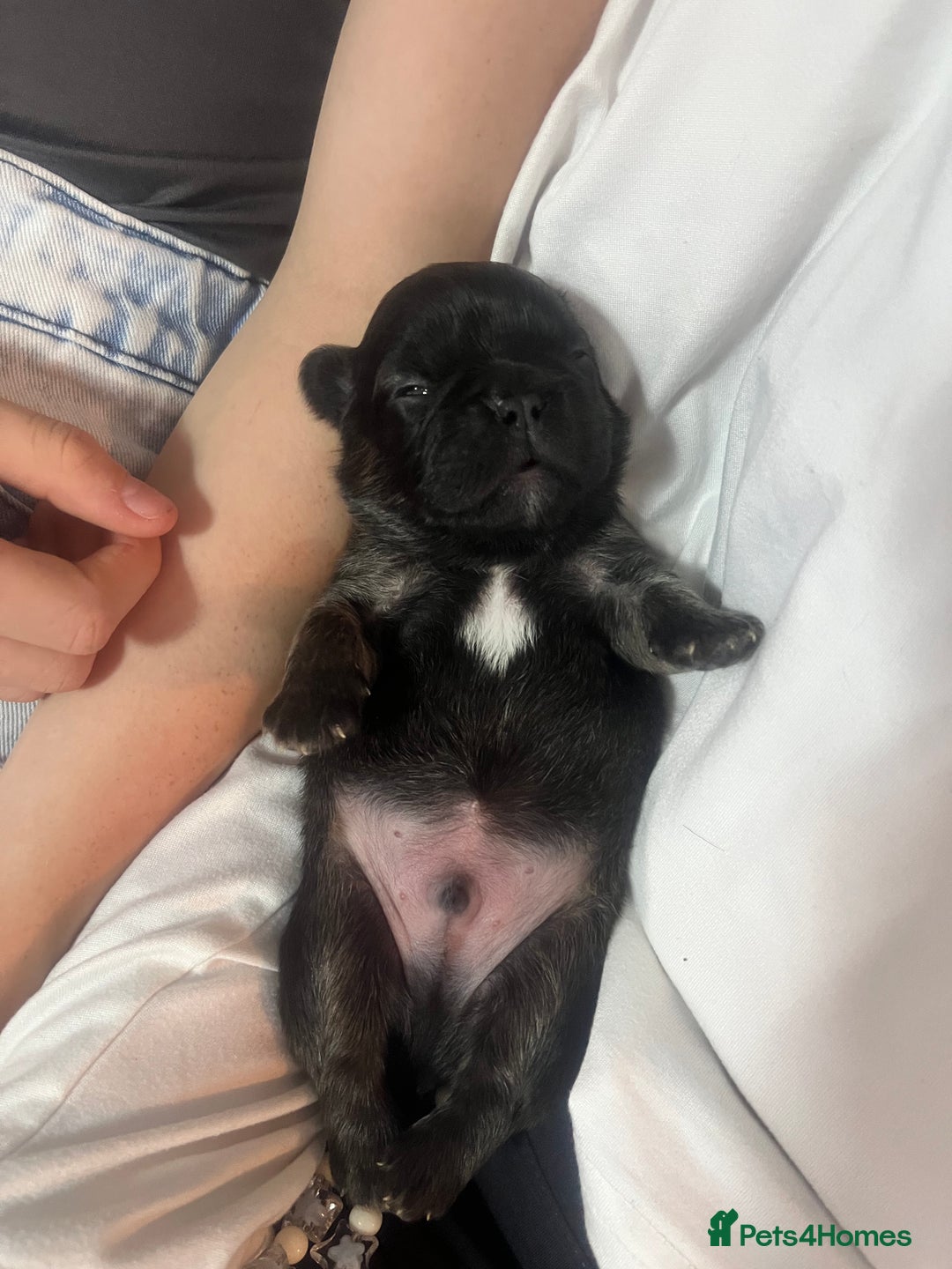 French Bulldog dogs for sale: French bulldog pups  - Image 9