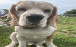 Beagle dogs for sale: Beautiful beagle boys kc reg ready 19 sept  - Image 3