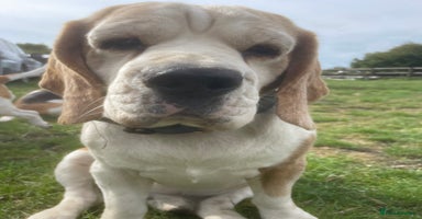 Beagle dogs - Advert 16