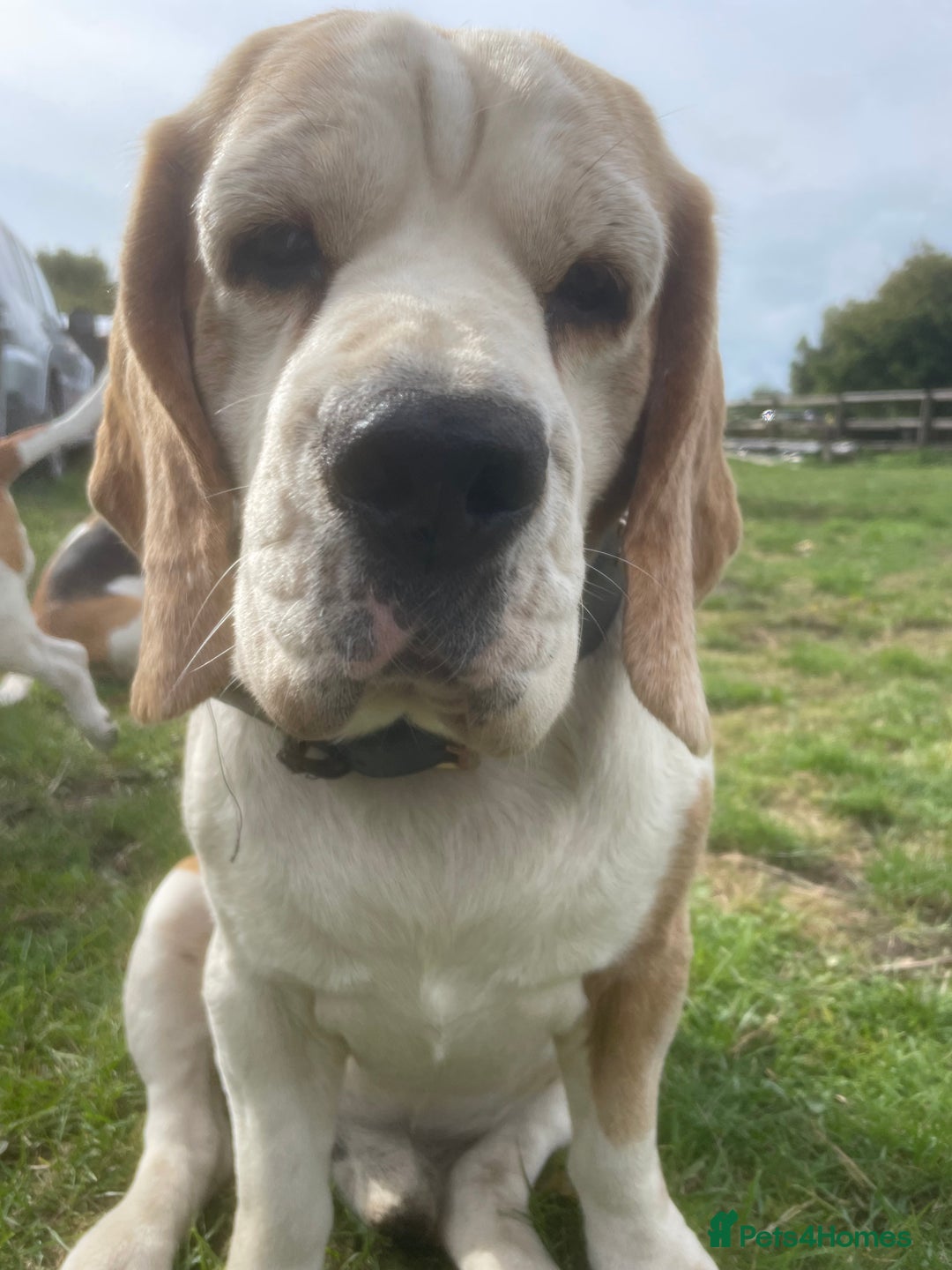 Beagle dogs for sale: Beautiful beagle boys kc reg ready 19 sept  - Image 3
